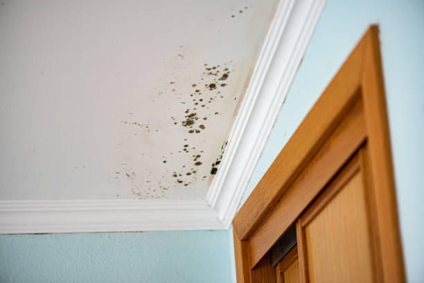 Best Mold Odor Removal Services  in Garnet, CA